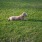 a dog lying in the grass