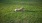 a dog lying in the grass